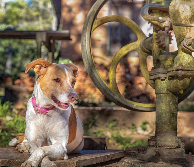 Free Dog Animal photo and picture