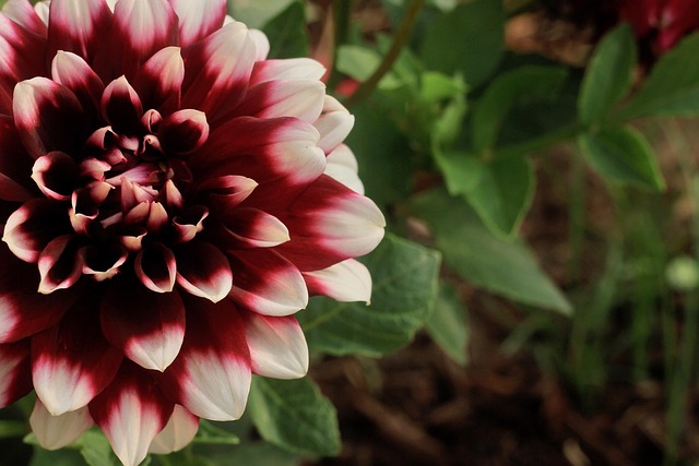 Free Dahlia Flower photo and picture