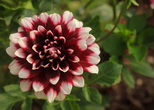 Free Dahlia Flower Wallpaper photo and picture