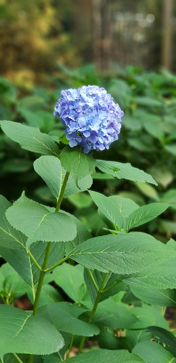 Blomma Lila Grön - Gratis foto på Pixabay - Pixabay