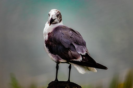 Möwe, Vogel, Tierwelt, Meer, Ozean