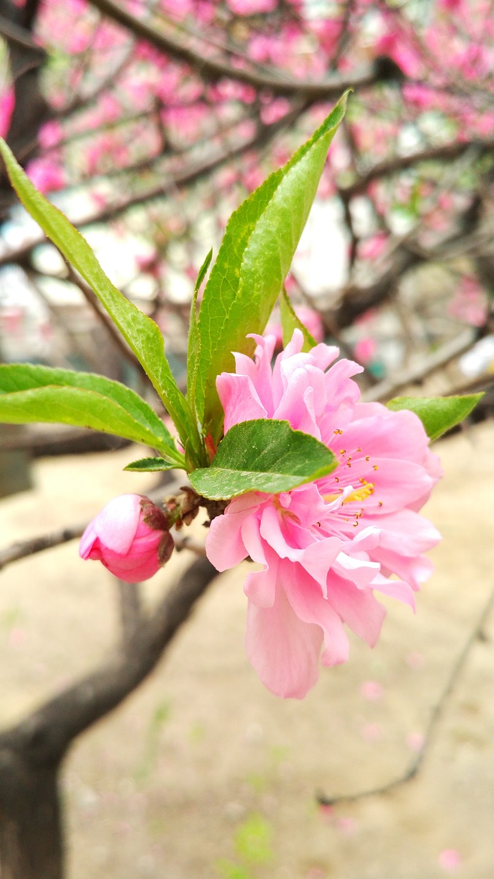 Page 21 - 2,000+ Free Peach & Nature Photos - Pixabay