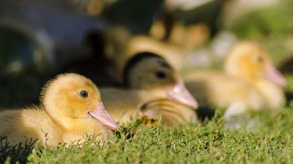 80+ Gambar Ayam Dan Bebek Paling Bagus 80+ Gambar Ayam Dan Bebek Paling Bagus