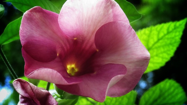 Free Mandeville Flower photo and picture