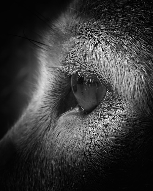 Free Eye Canine photo and picture
