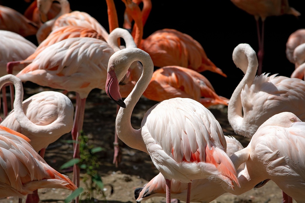 Flamants Roses Oiseau Saumon - Photo gratuite sur Pixabay - Pixabay