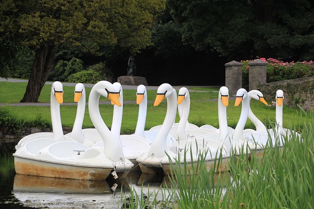 Free Swans Boat photo and picture