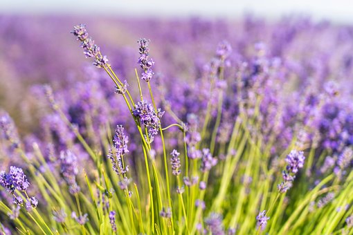 Sommer, Lilla, Blomst Tapet