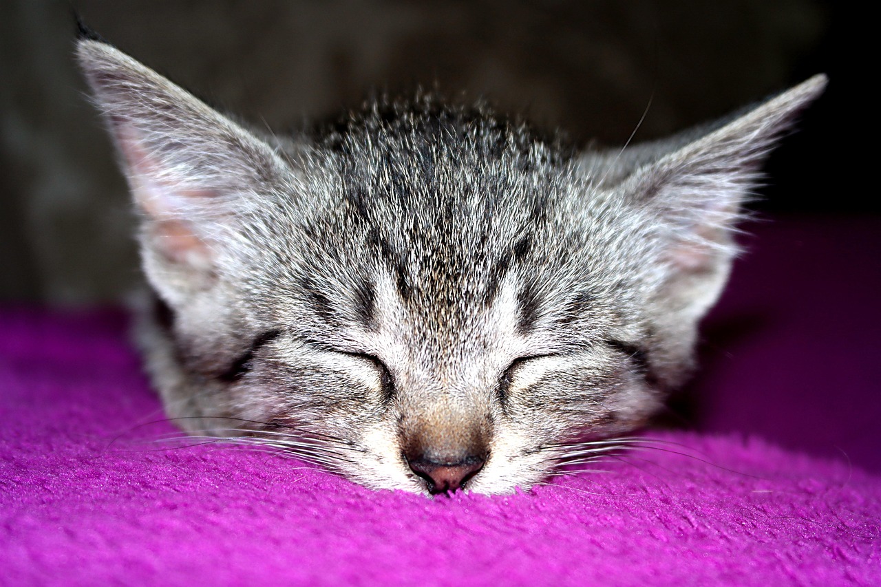 Kucing Baby Kucing Satwa Mamalia Anak - Foto gratis di Pixabay - Pixabay
