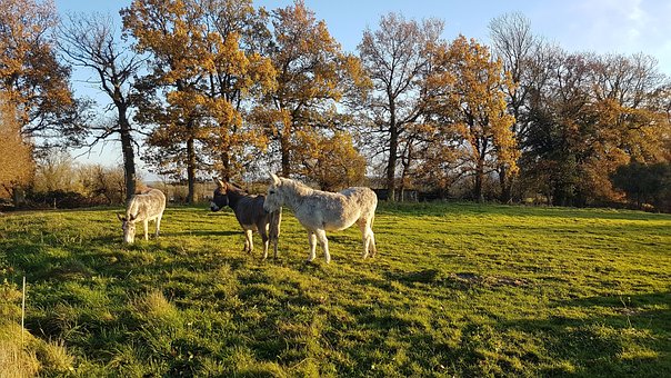 Free Donkeys Animals photo and picture