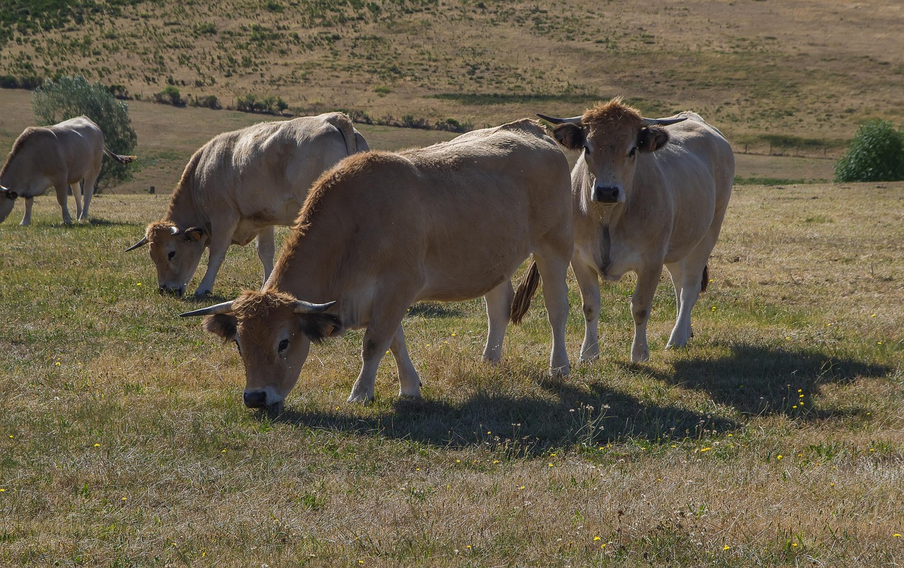 Cows - free online jigsaw puzzle photo