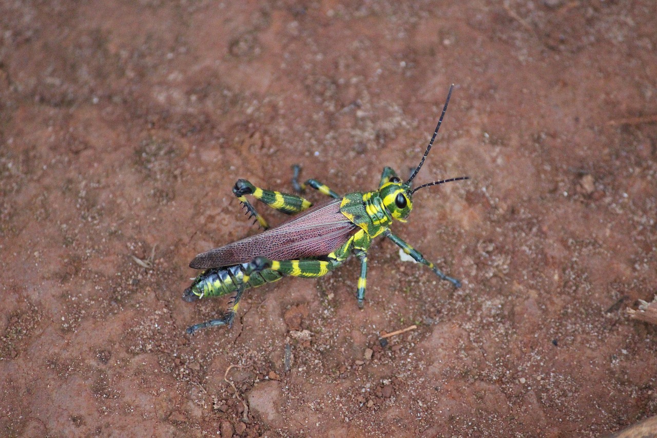 Bug - free online jigsaw puzzle photo