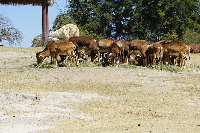 Free Mouflon Safari photo and picture