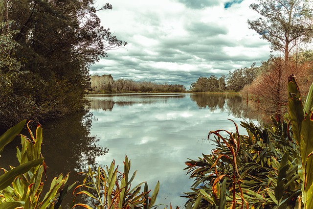 Free Jungle River photo and picture