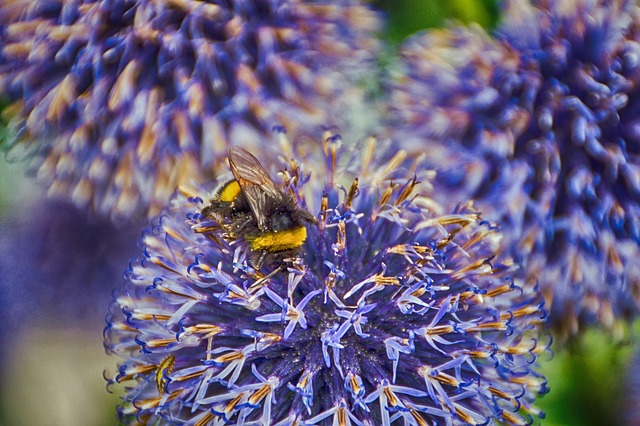 Free Bumblebee Nature photo and picture