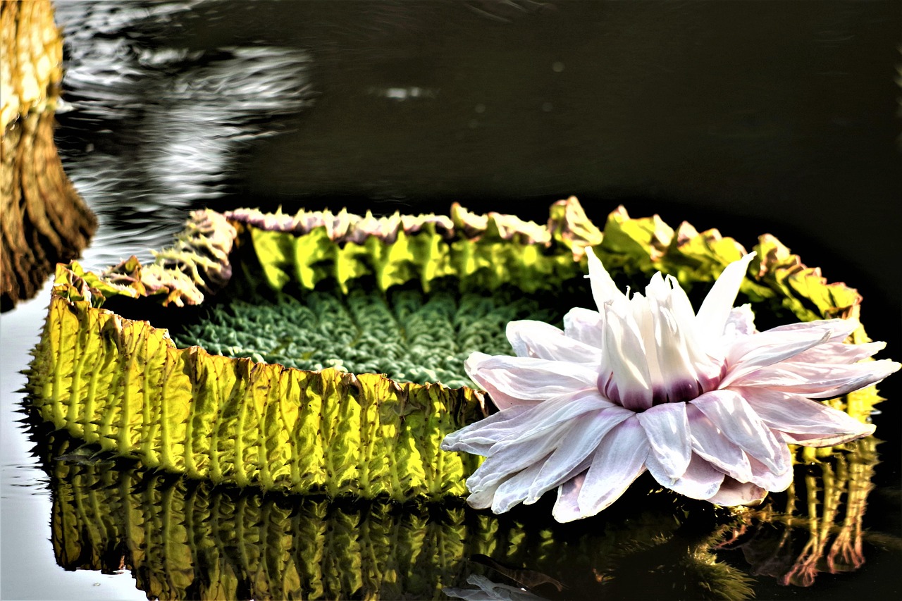 Giant Water Lily Free photo on Pixabay Pixabay