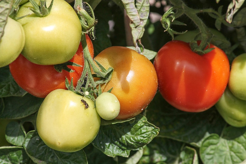 Tomaten Reif Unreif Kostenloses Foto Auf Pixabay