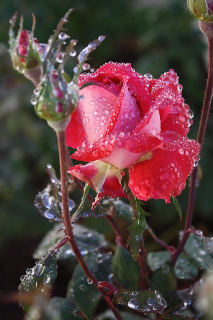 Rosas, Lluvia, Bloom, Flor, Mojado