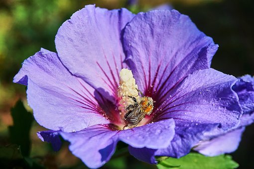 Free Hibiscus Beautiful Flowers photo and picture