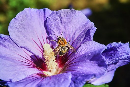 Free Hibiscus Bumblebee photo and picture