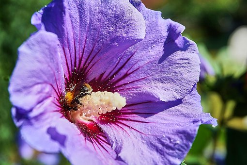 Free Hibiscus Bumblebee photo and picture