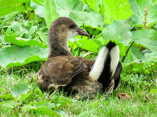 Free Bird Coot photo and picture