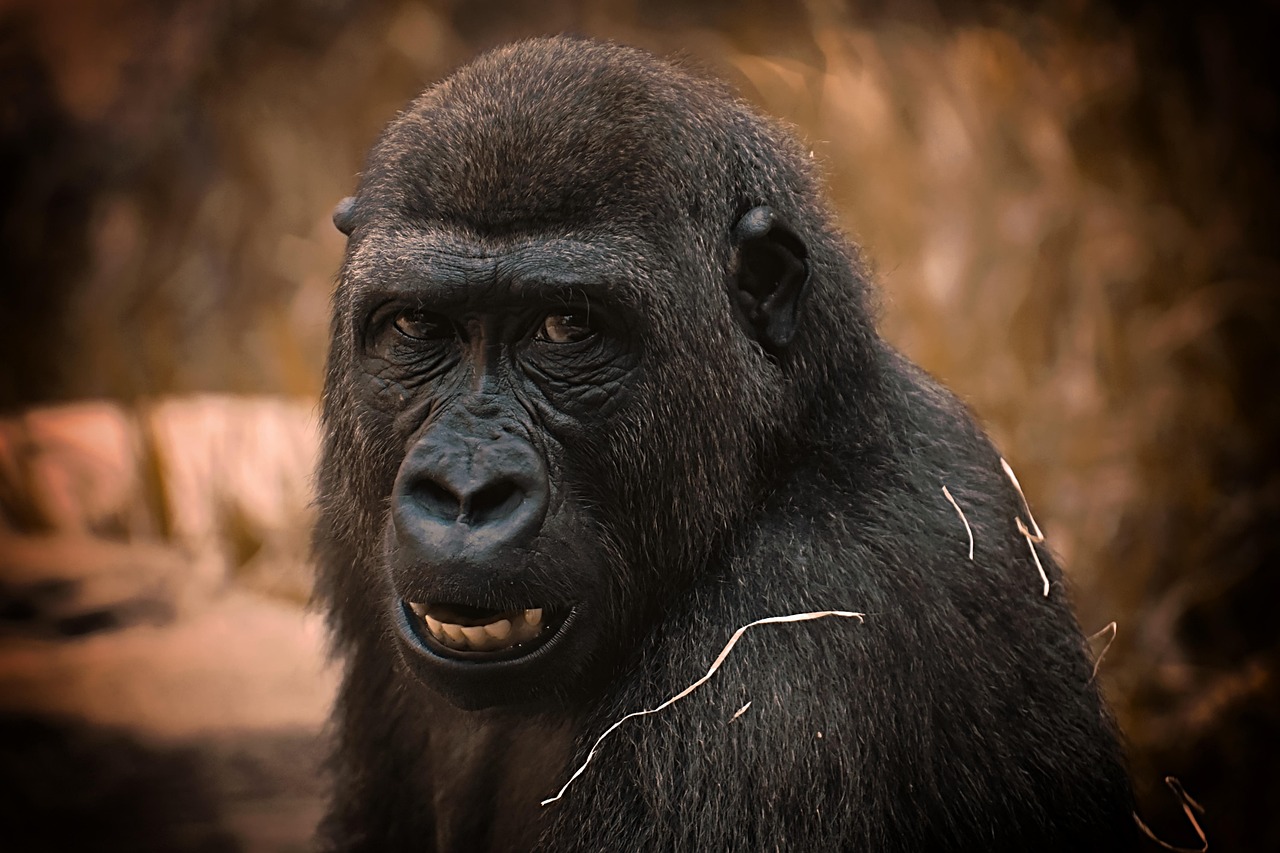 1 000 Kostenlose Gorilla Child Und Gorilla Bilder Pixabay