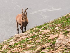 Steinbock mann treffen