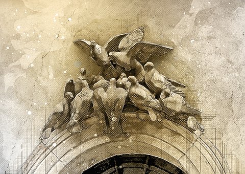 Porumbel, Perete, Pasăre, Animal