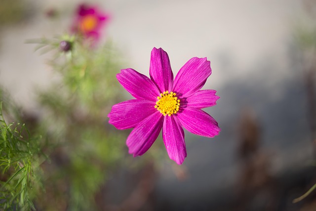 Free Cosmos Flower Background photo and picture