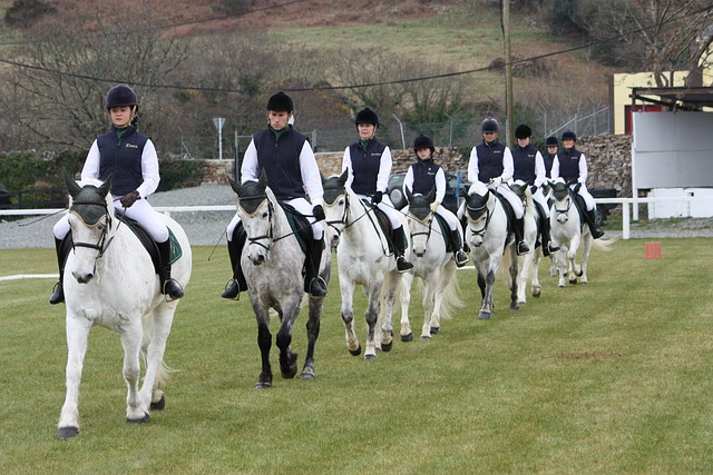 Free Equestrian Pony photo and picture