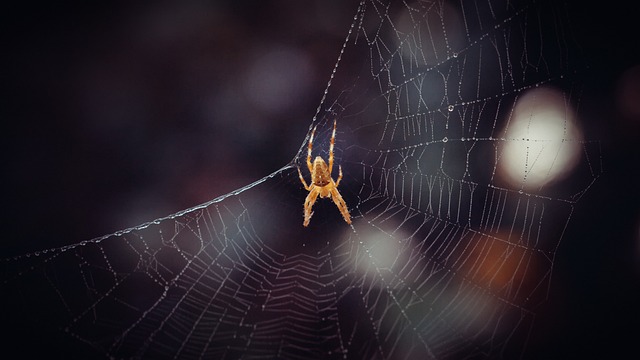 Free Spider Insects photo and picture