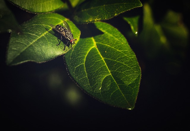 Free Fly Insect photo and picture