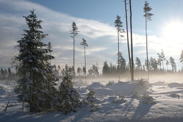 Free Winter Landscape photo and picture