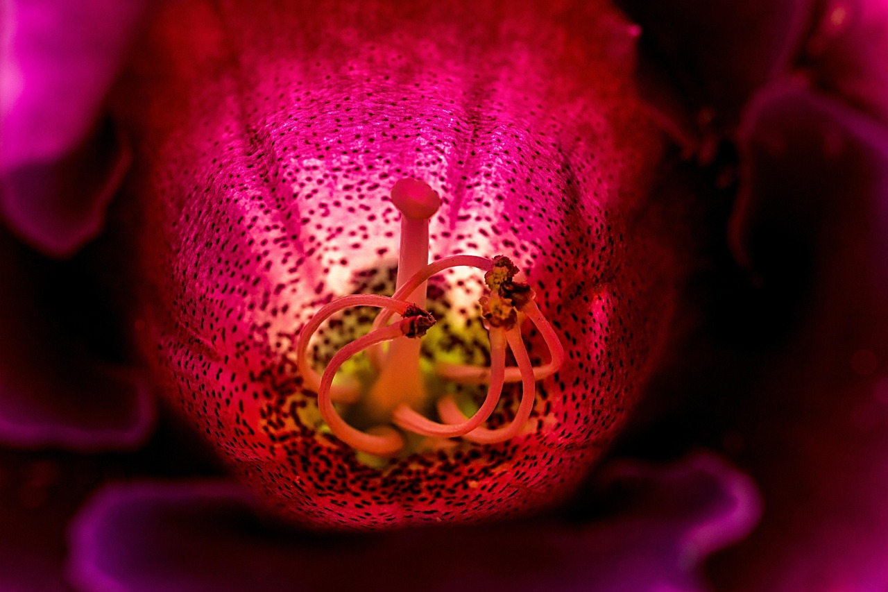 Flower - free online jigsaw puzzle photo