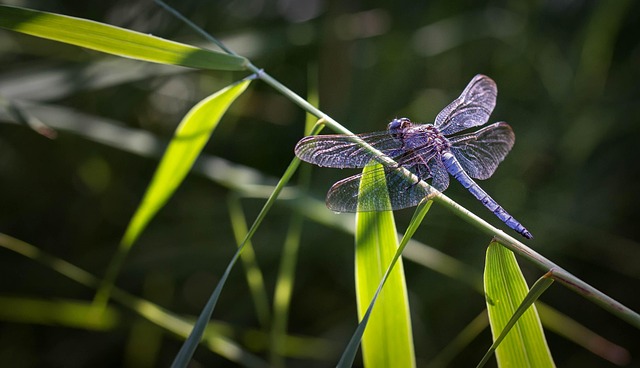 Free Dragonfly Macro photo and picture