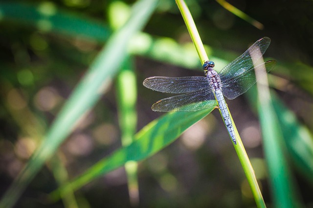 Free Dragonfly Macro photo and picture