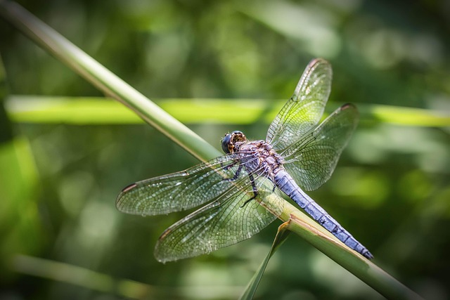 Free Dragonfly Flower Background photo and picture