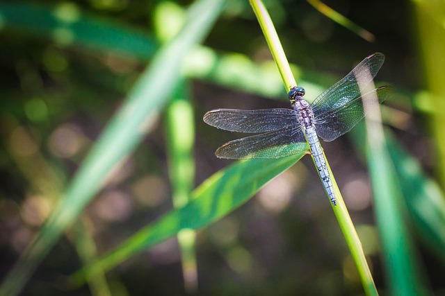 Free Dragonfly Flower Wallpaper photo and picture