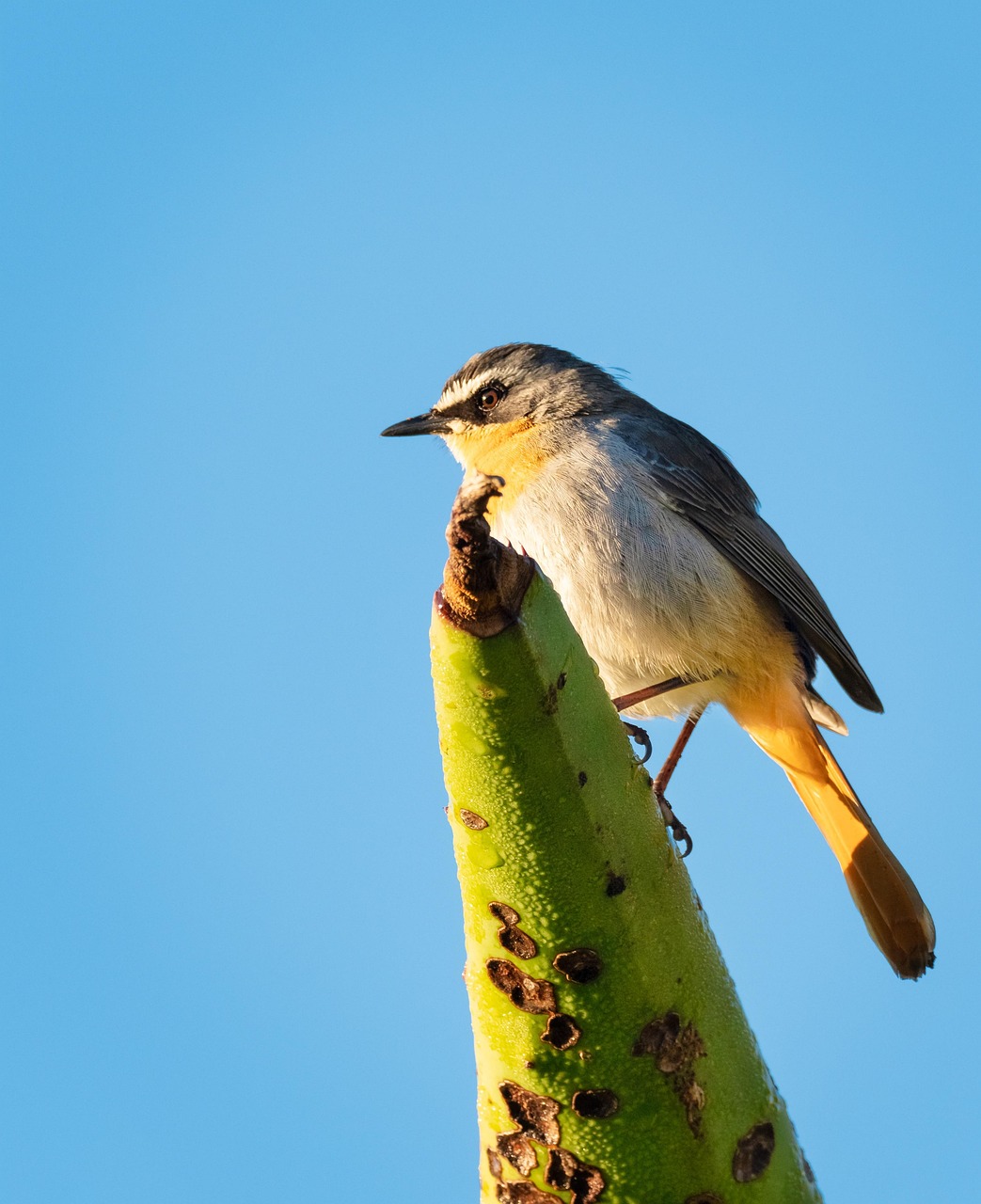 Cape Robin-Chat Pájaro Aviar - Foto gratis en Pixabay - Pixabay
