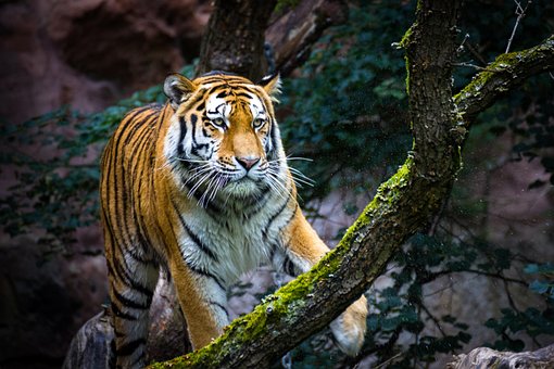 Free Tiger Wildlife photo and picture