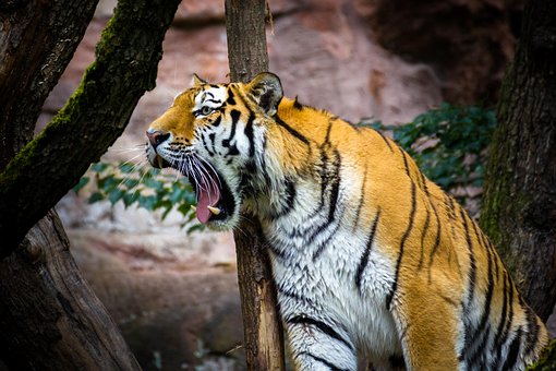 Free Tiger Wild photo and picture