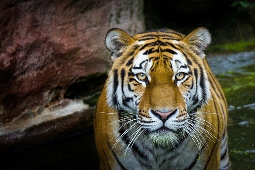 Free Tiger Wild photo and picture