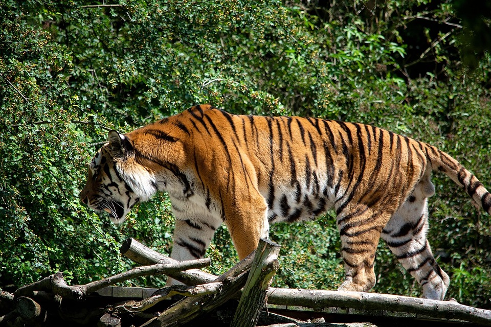 Harimau Hewan Dunia Binatang Foto Gratis Di Pixabay