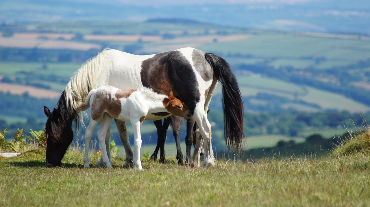 Horses - free online jigsaw puzzle photo