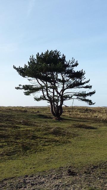 Free Tree Only photo and picture