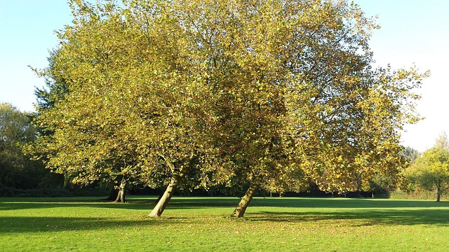 Free Wrote Nature photo and picture