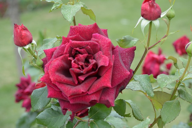 Free Rose Flower Flowers photo and picture