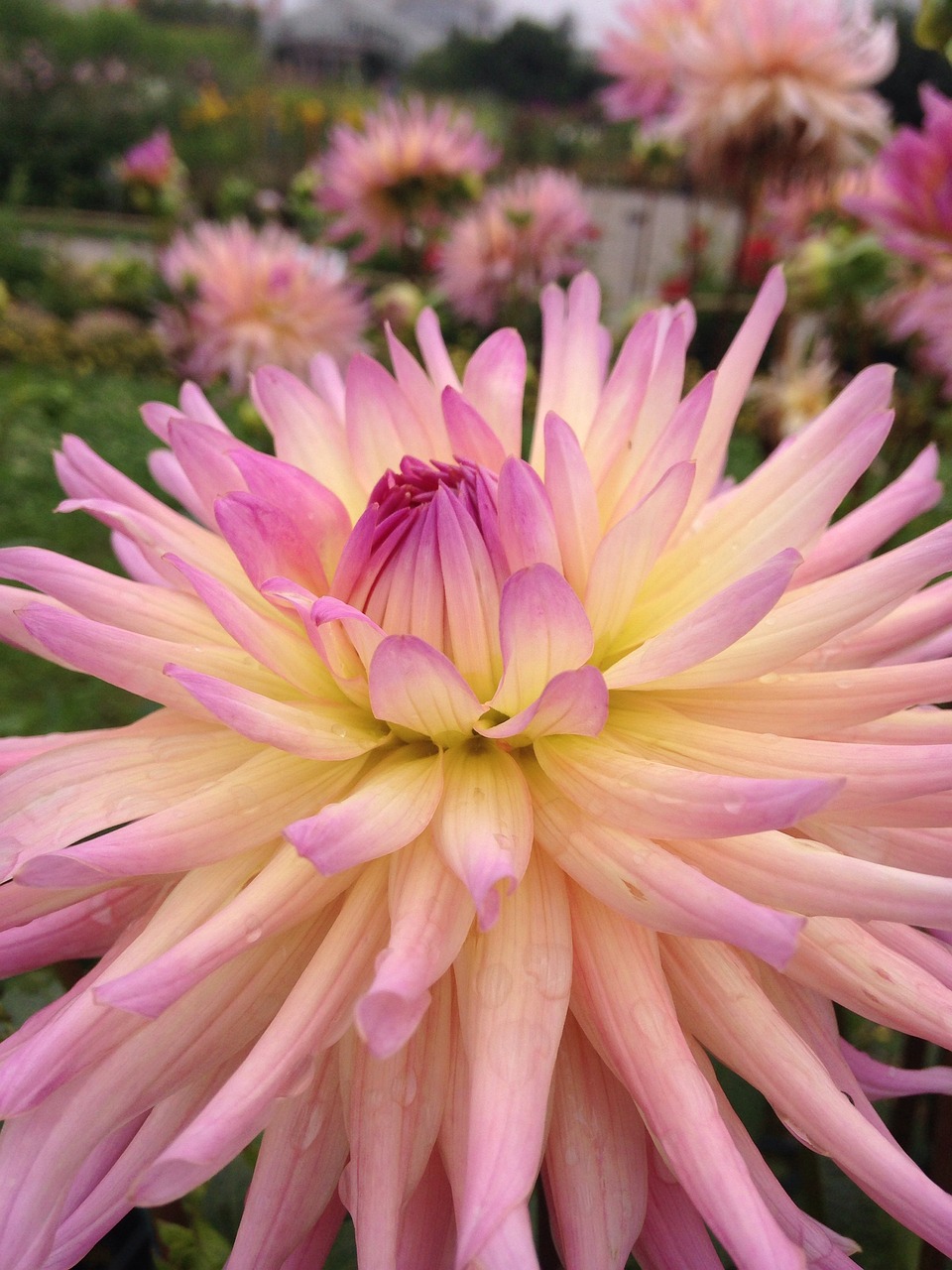 花 美しい 頭の子 - Pixabayの無料写真 - Pixabay