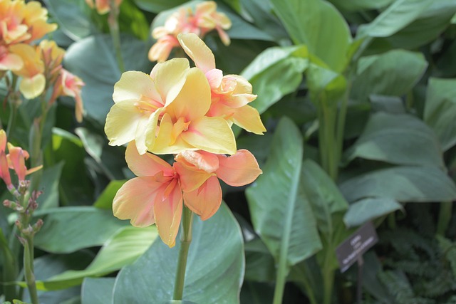 Free Flowers Green photo and picture